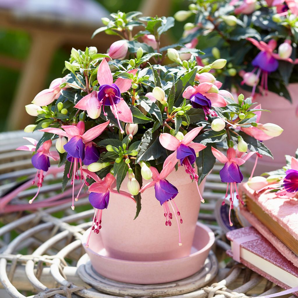 Fuchsia Bella Mariska - Fucsia