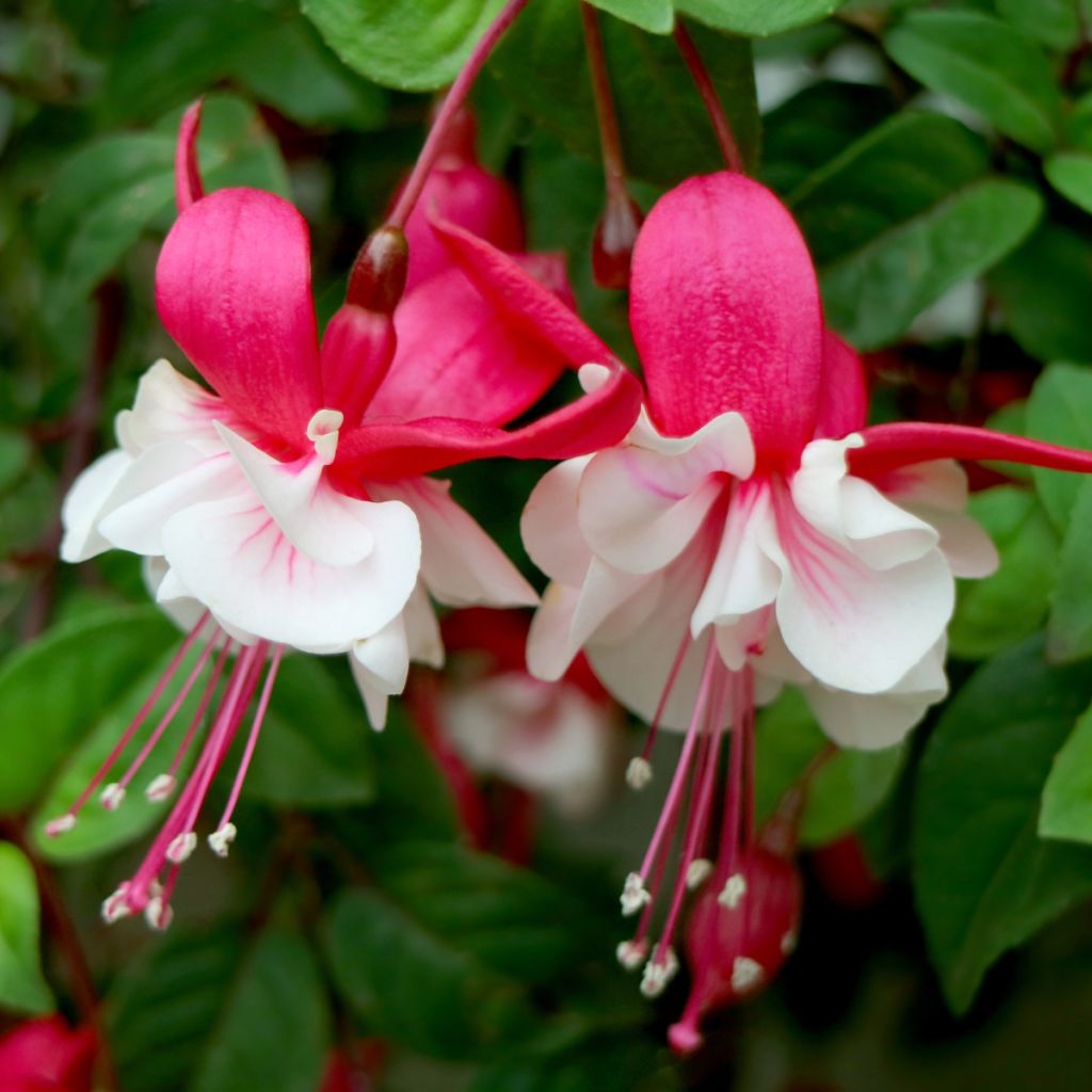 Fuchsia Jollies Madiran - Fucsia