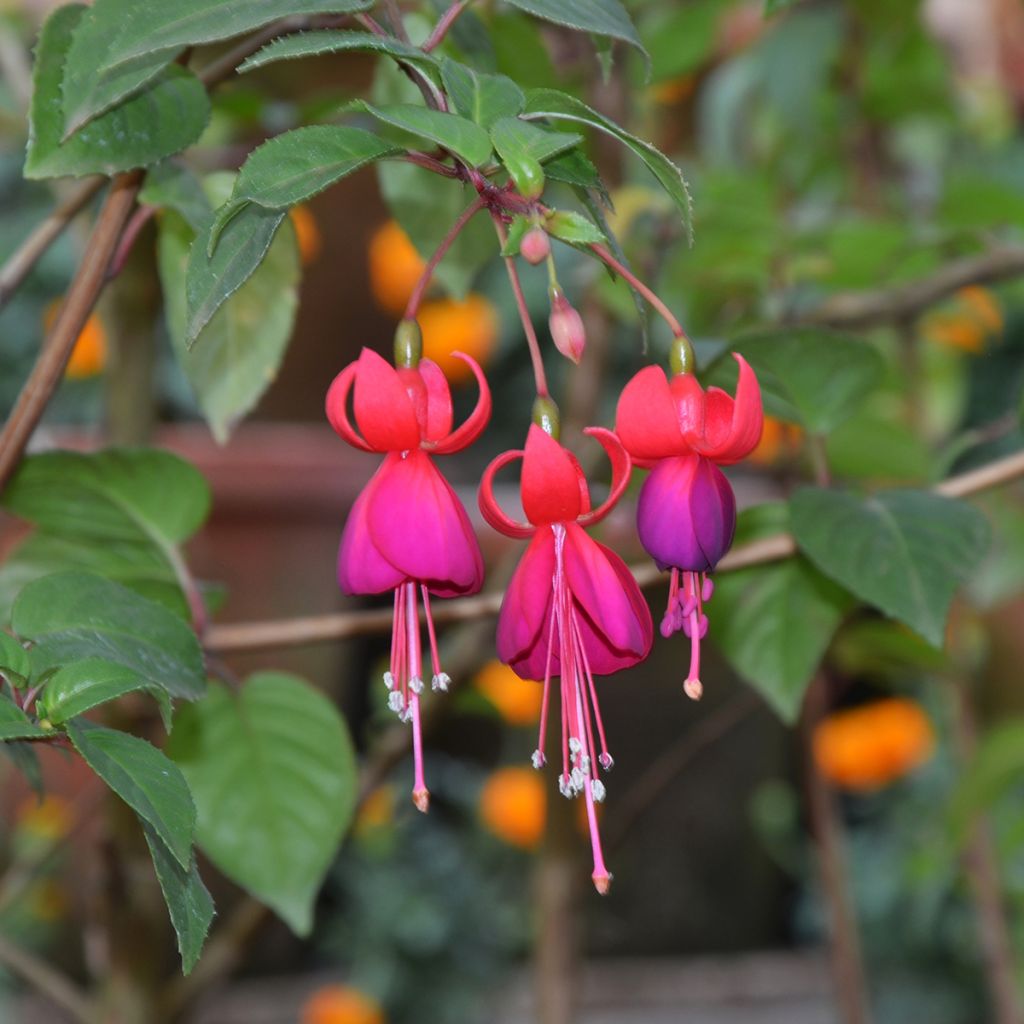 Fuchsia Charming - Fucsia
