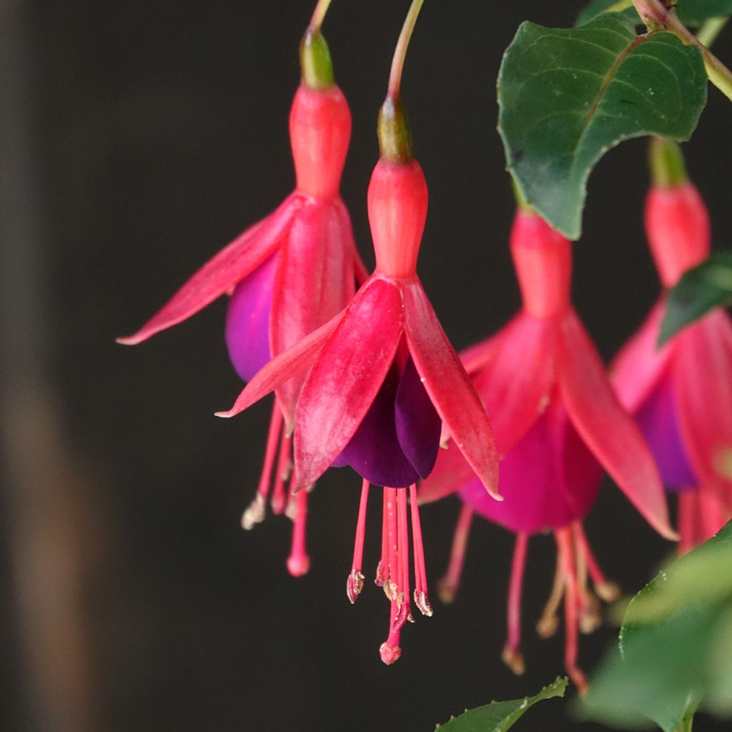 Fuchsia Mrs Popple - Fucsia