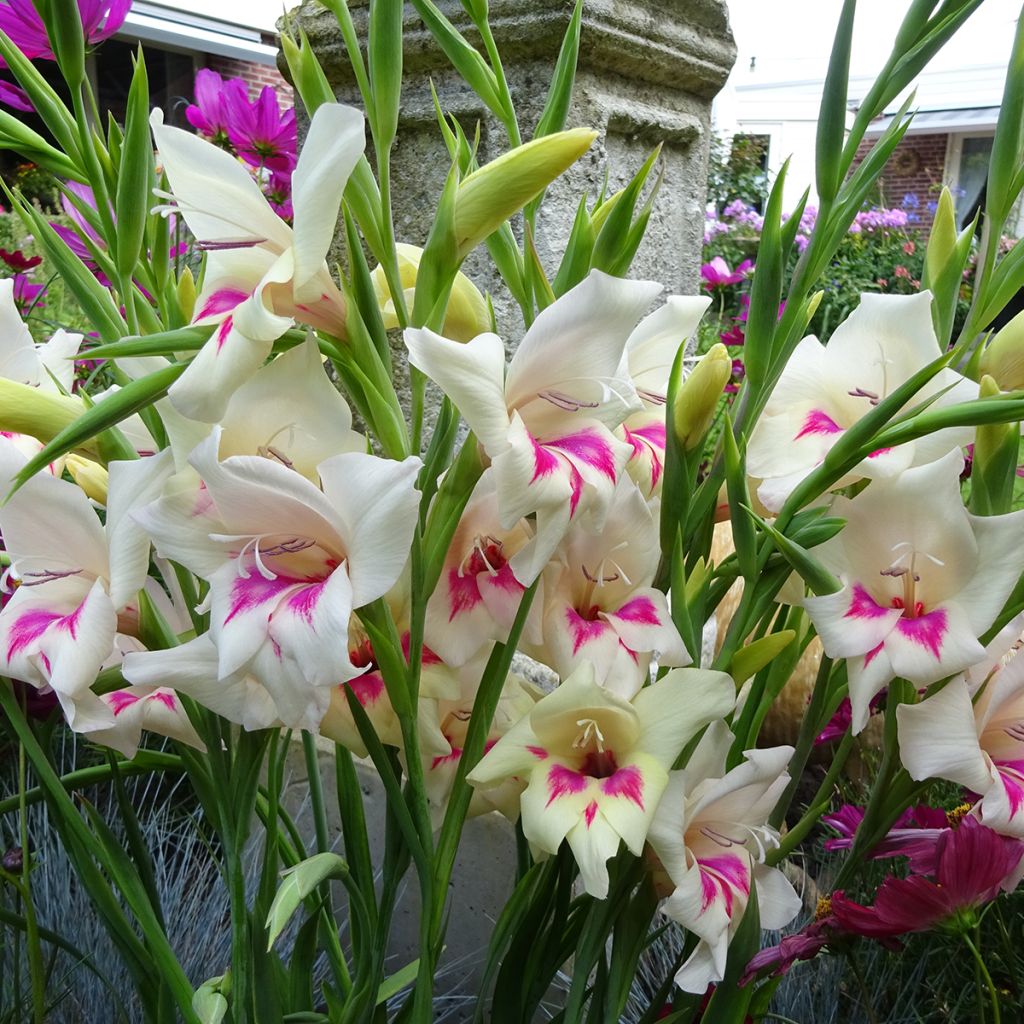 Gladiolus colvillei Carine