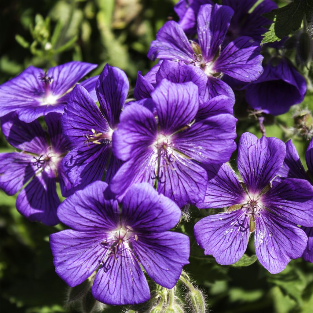 Géranium vivace magnificum Rosemoor - Géranium vivace hybride bleu 