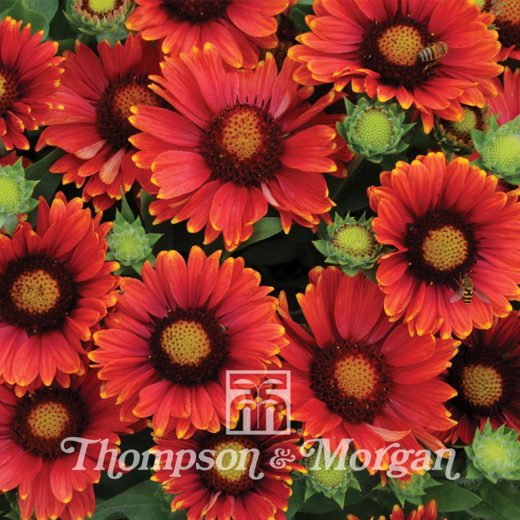 Gaillardia grandiflora Arizona Red Shades (semi)
