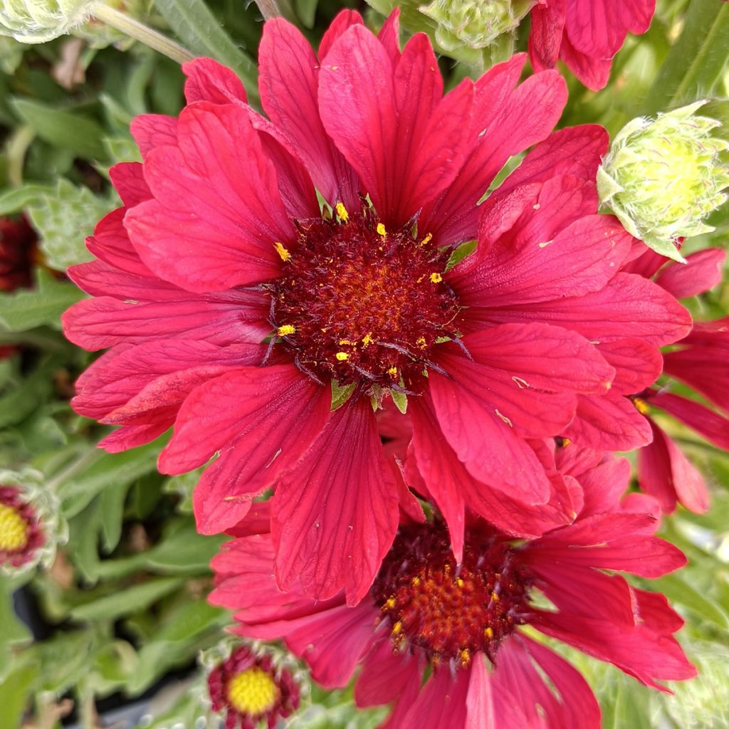 Gaillardia grandiflora Arizona Red Shades