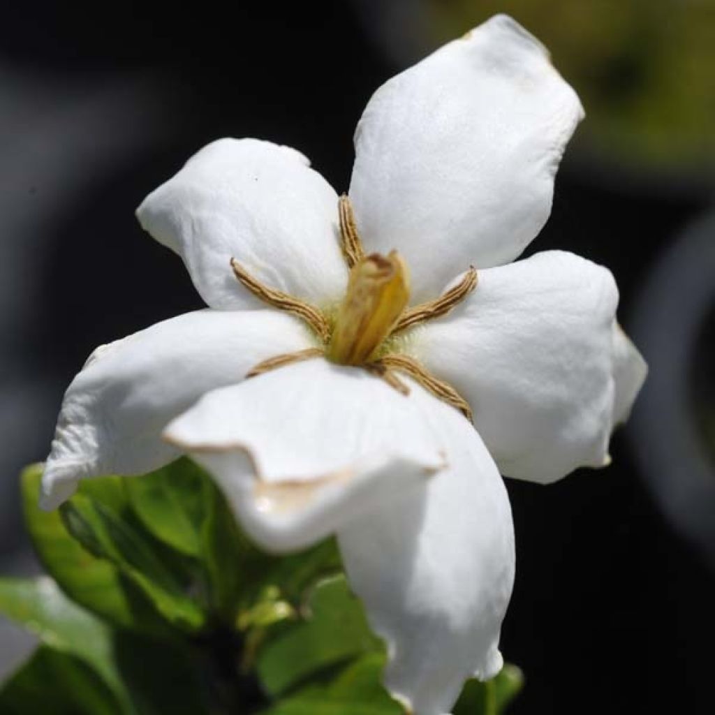 Gardenia Kleim's Hardy