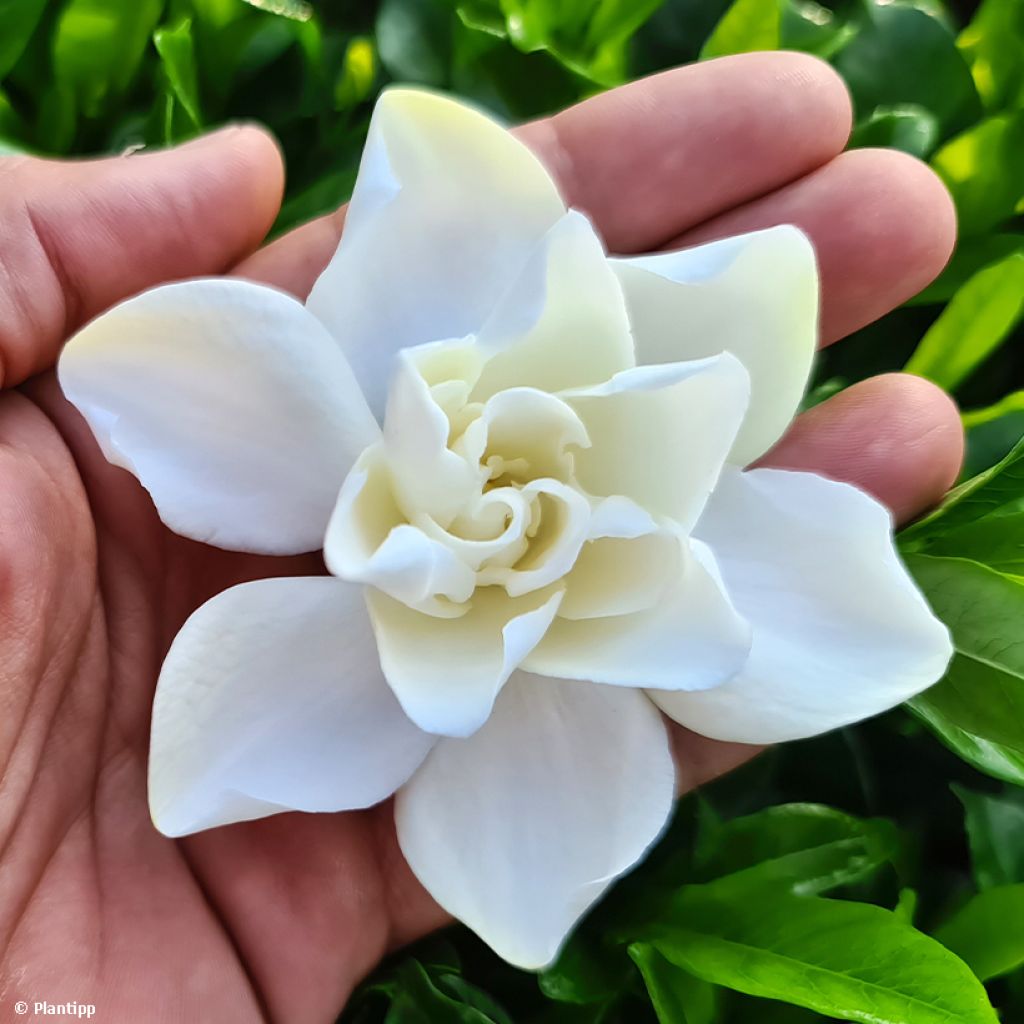 Gardenia Double Diamonds