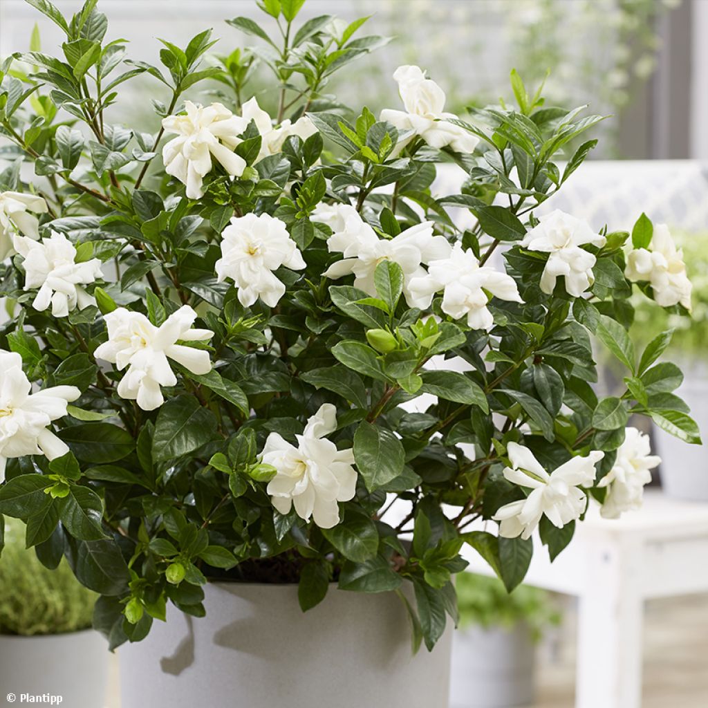 Gardenia Double Diamonds