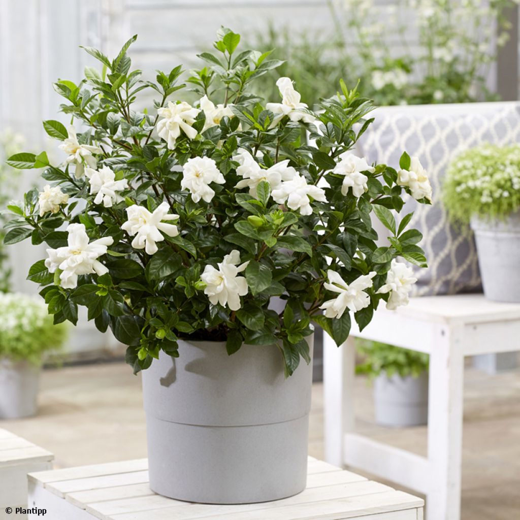 Gardenia Double Diamonds