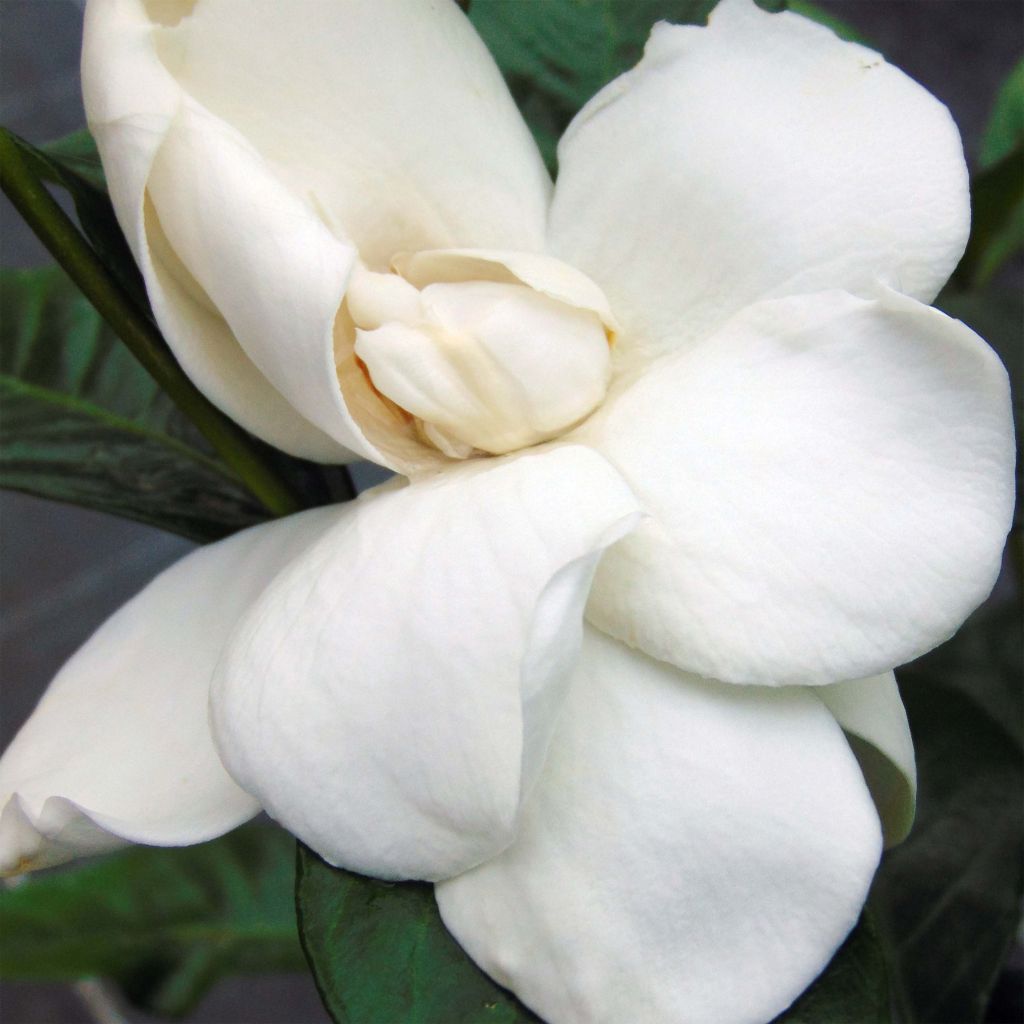 Gardenia Summer Snow