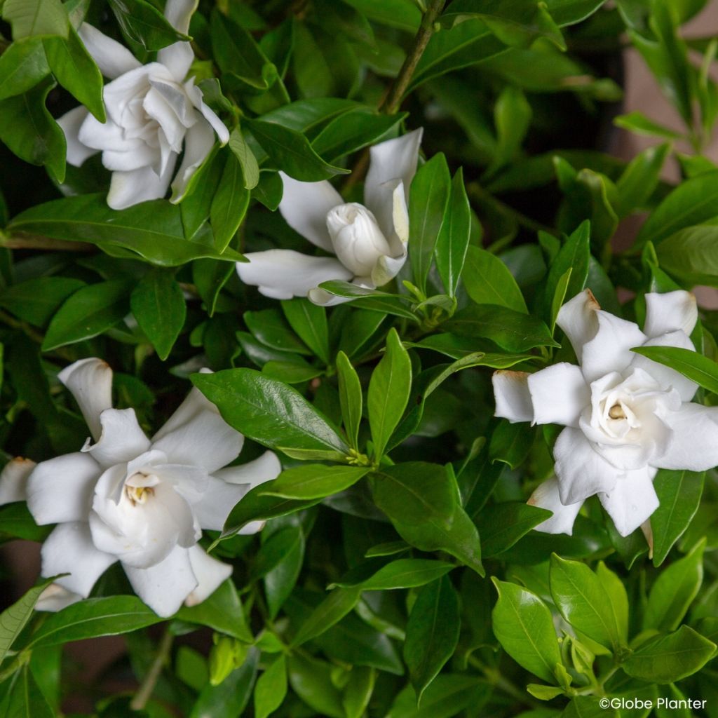 Gardenia Fool Proof