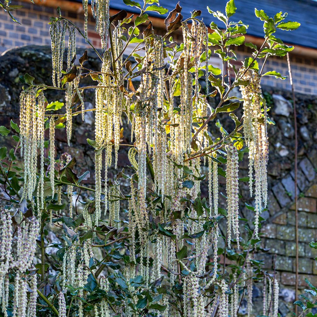 Garrya elliptica