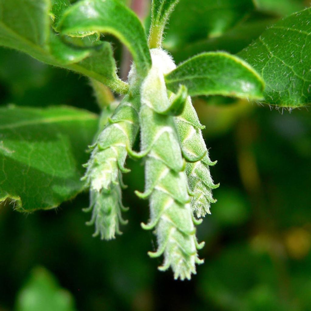 Garrya elliptica James Roof