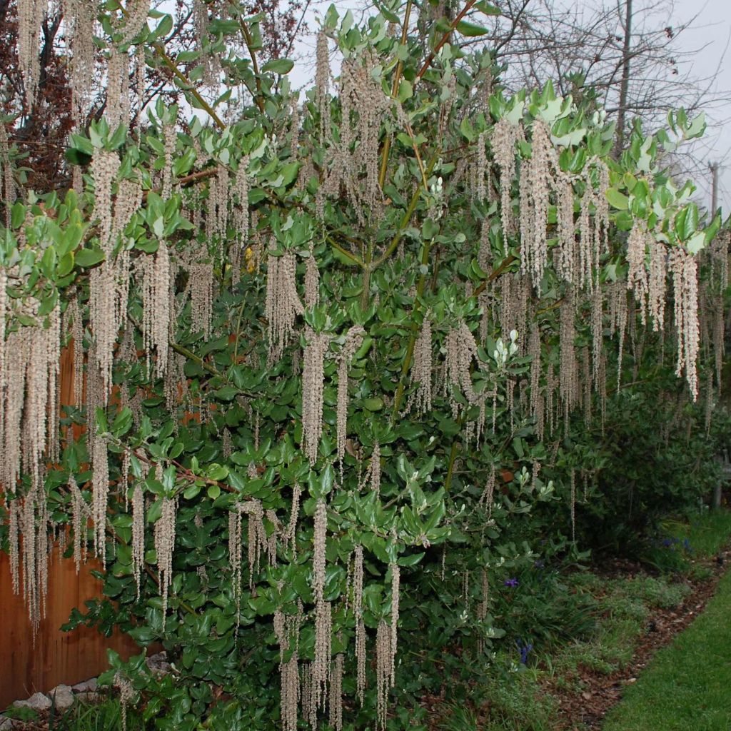 Garrya elliptica James Roof