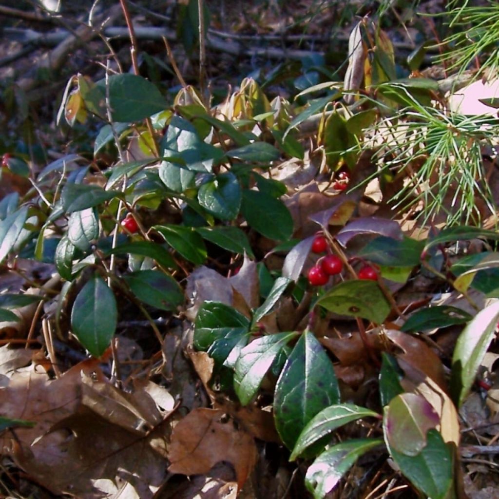Gaultheria procumbens - Tè del Canada