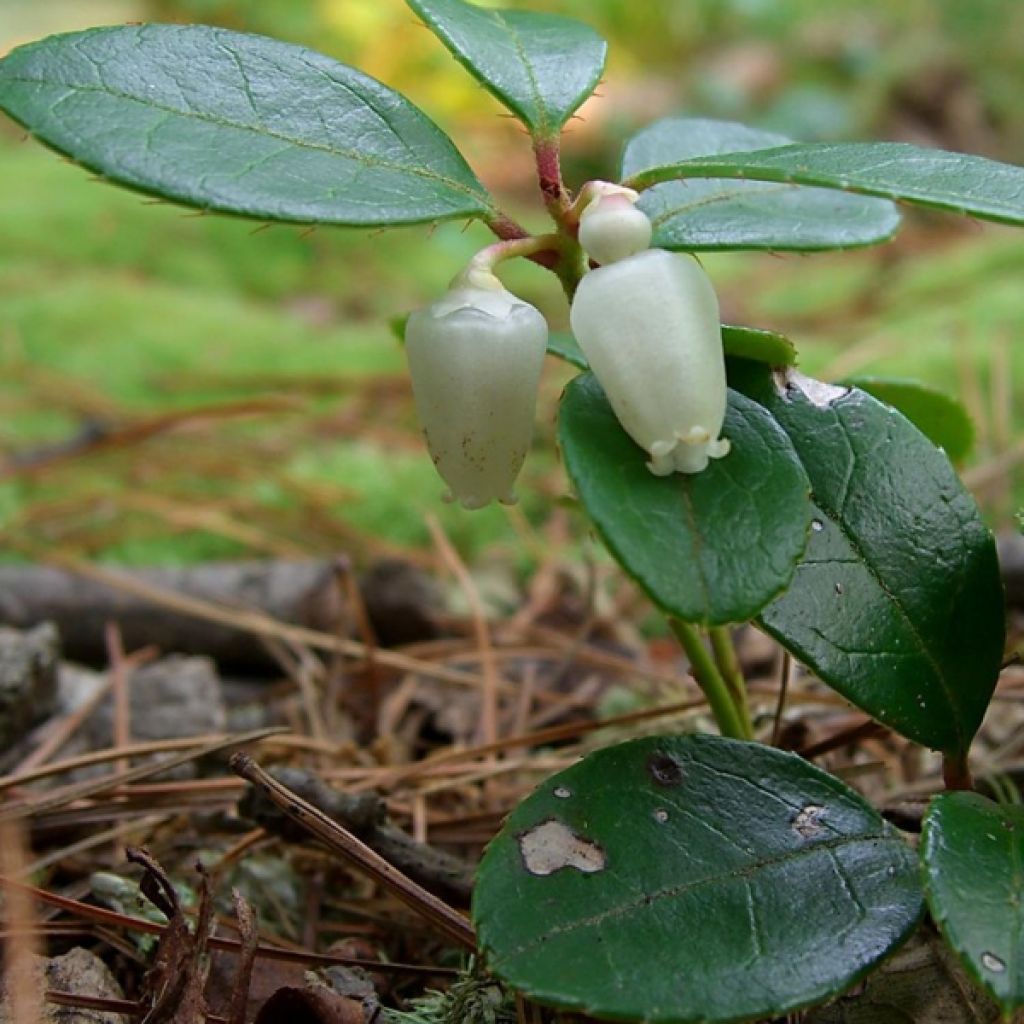 Gaultheria procumbens - Tè del Canada