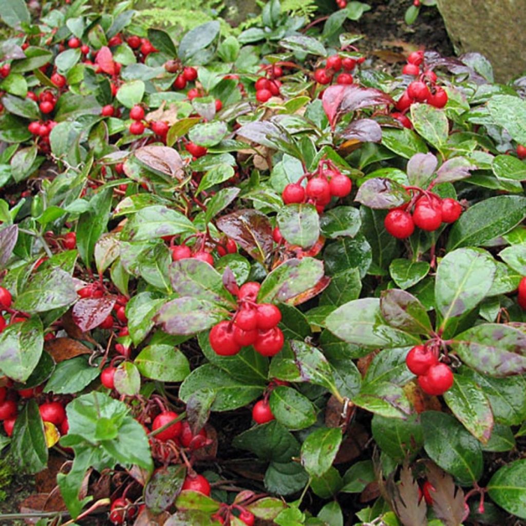 Gaultheria procumbens - Tè del Canada