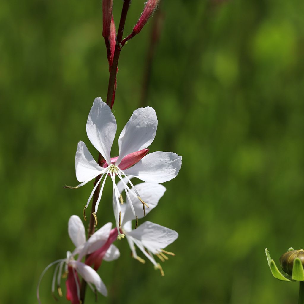 Gaura Elegance