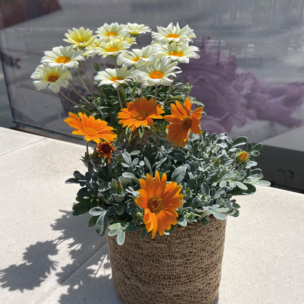 Gazania Sun Stopper orange - Gazania del Capo