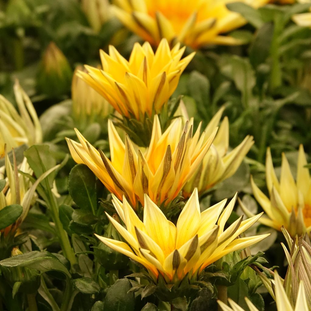Gazania rigens Zany F1 Sunny Side Up - Gazania del Capo