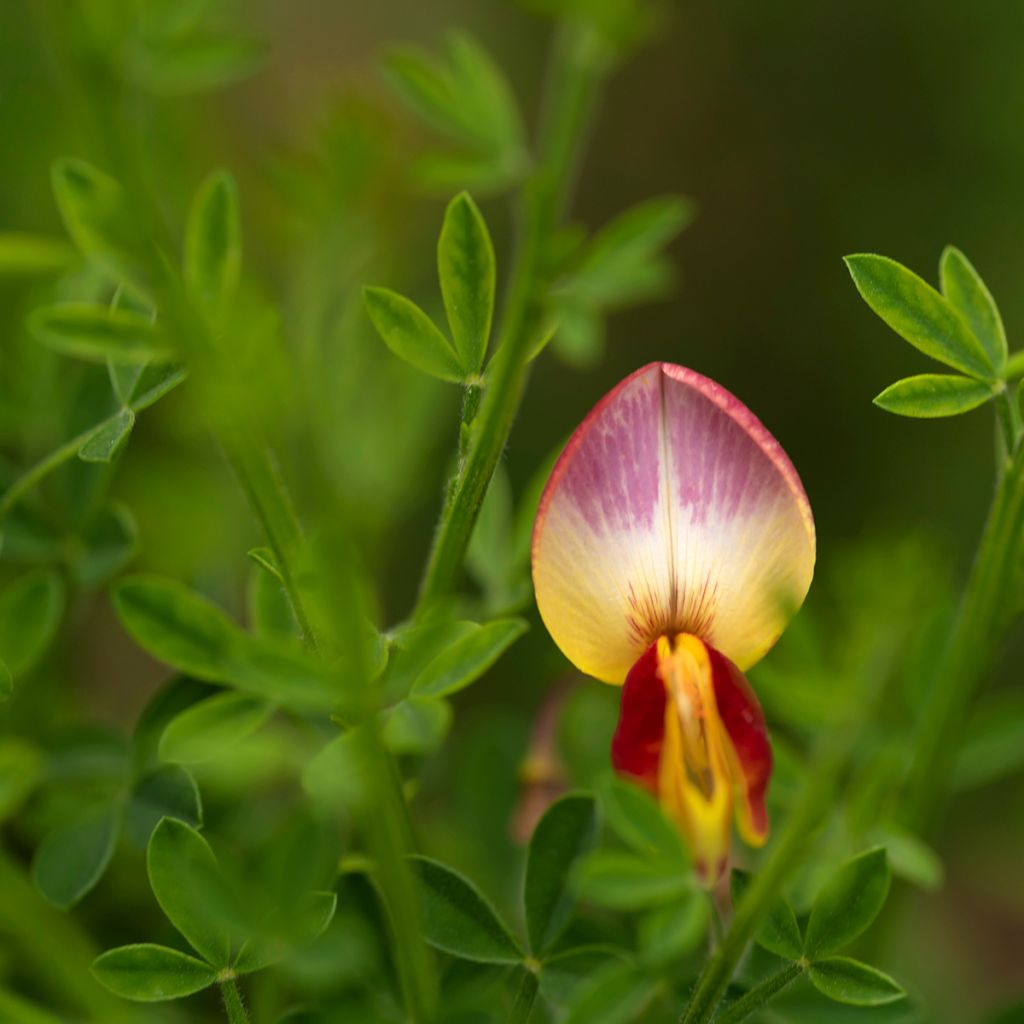 Cytisus scoparius Andreanus - Ginestra dei carbonai