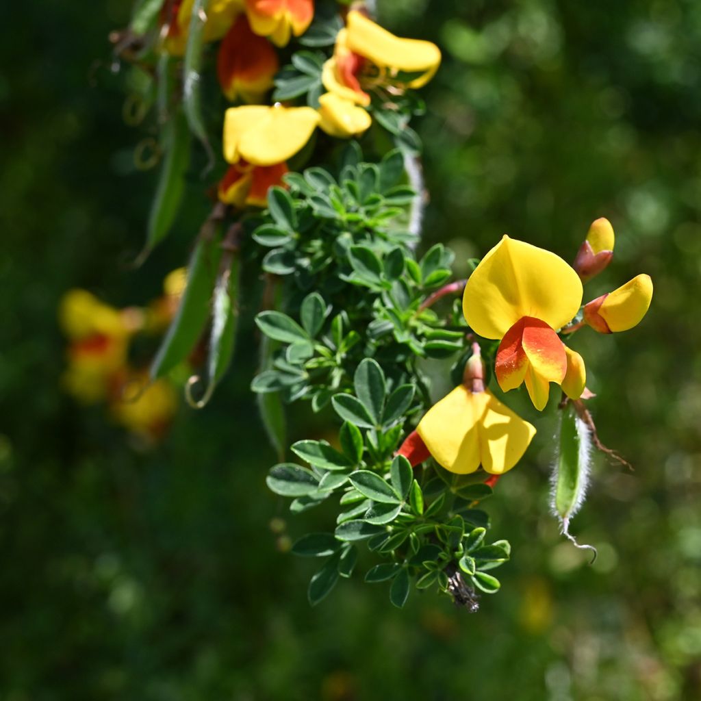 Cytisus scoparius Andreanus - Ginestra dei carbonai