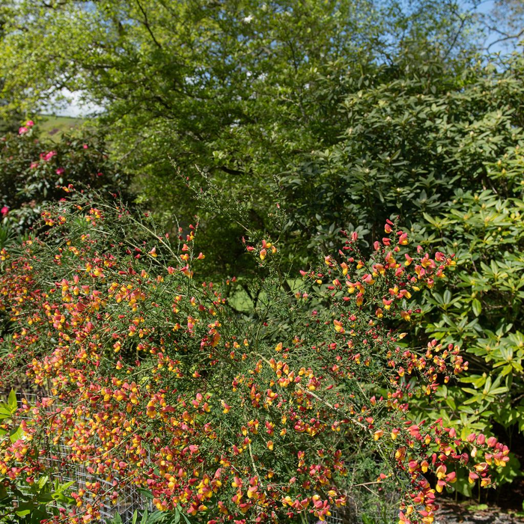 Cytisus scoparius La Coquette - Ginestra dei carbonai
