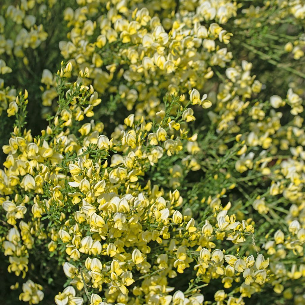 Cytisus scoparius Luna - Ginestra dei carbonai