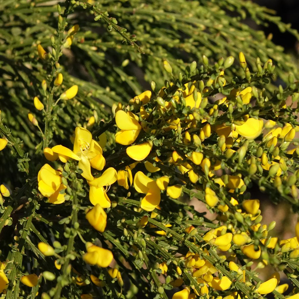 Cytisus scoparius Golden Tears - Ginestra dei carbonai