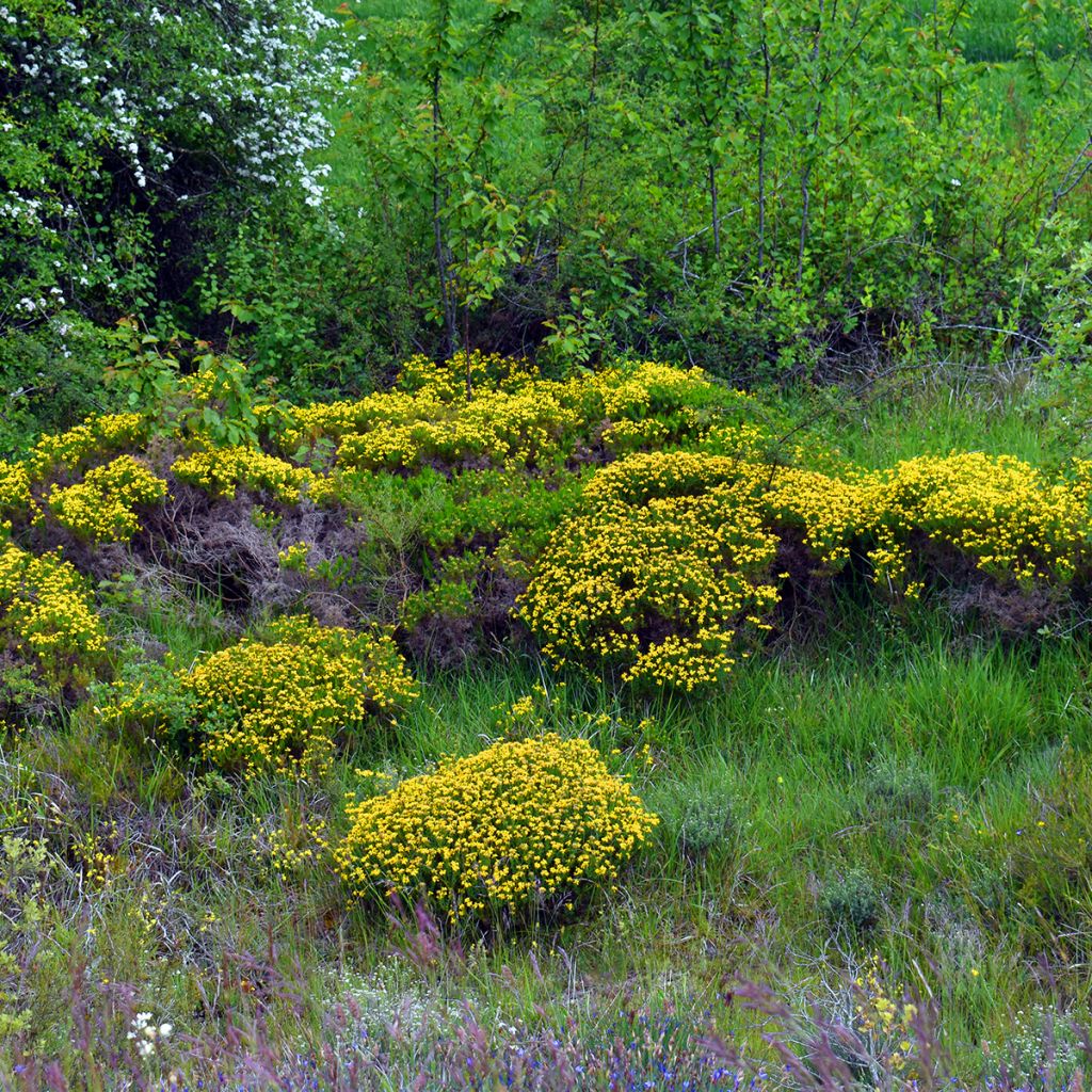 Genista hispanica - Ginestra di Spagna