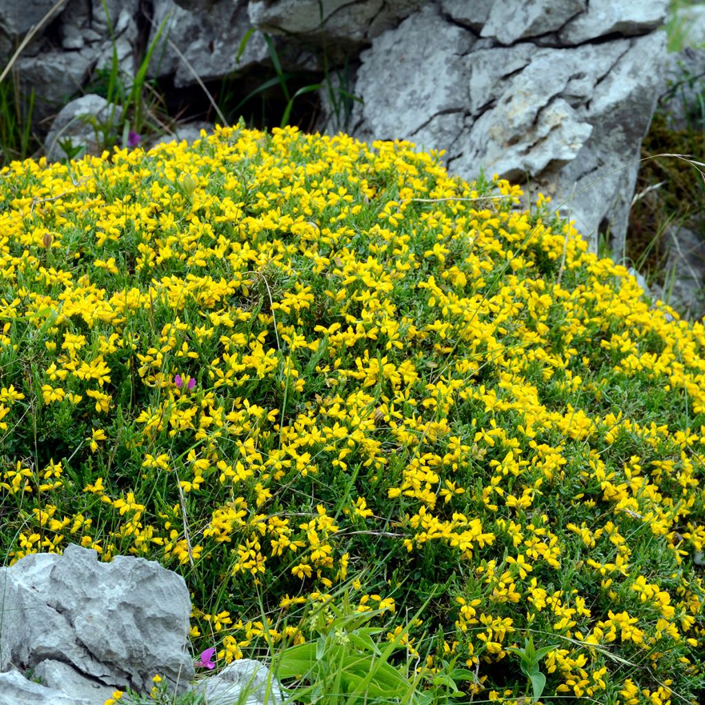 Genista hispanica - Ginestra di Spagna