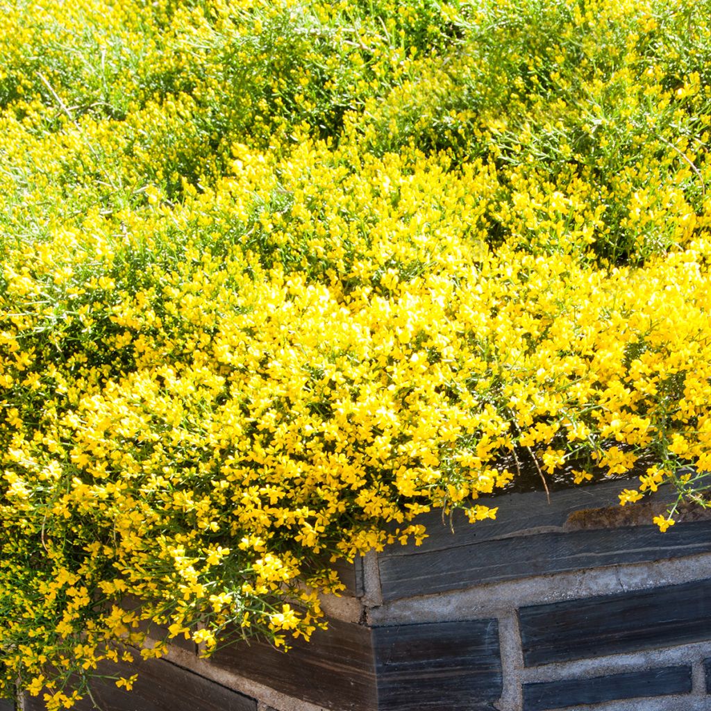 Genista lydia - Ginestra
