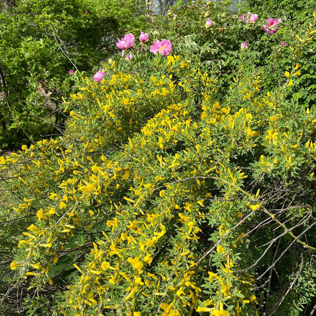 Cytisus praecox Allgold - Citiso