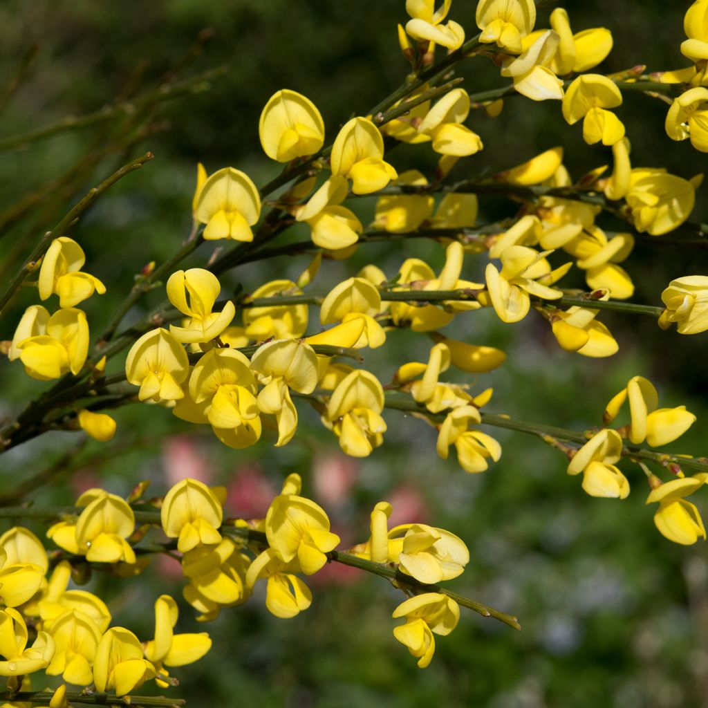 Cytisus praecox Allgold - Citiso