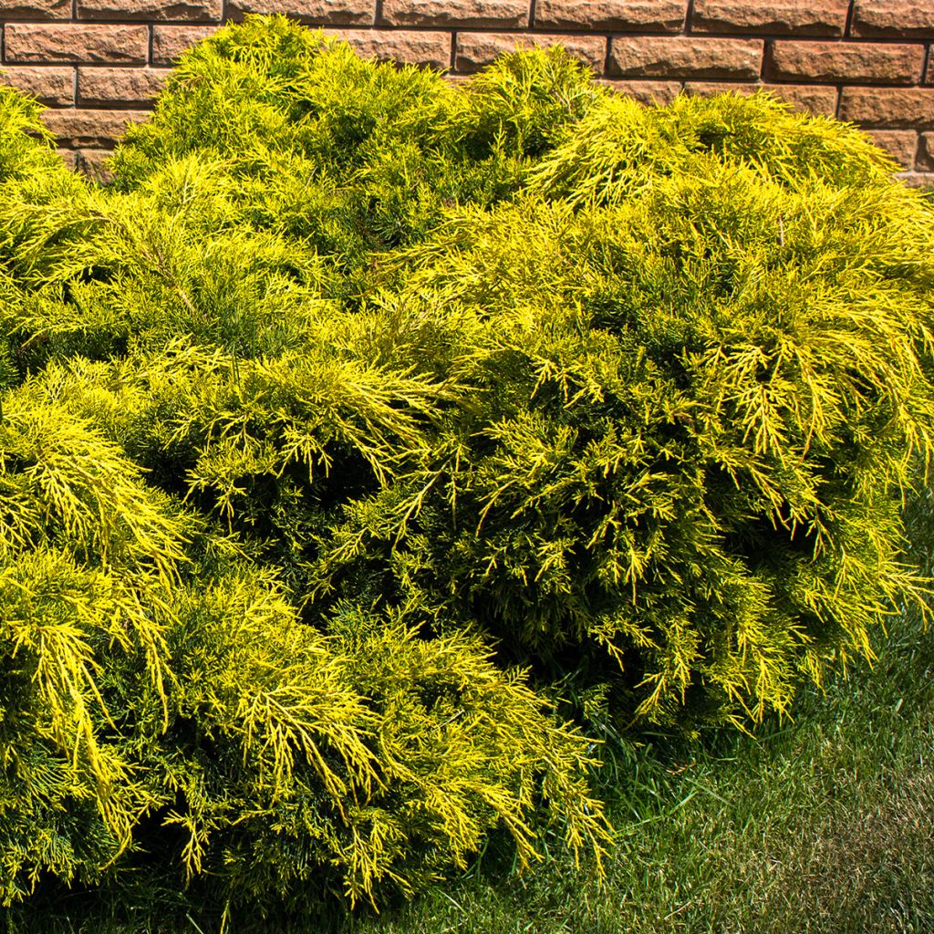 Juniperus pfitzeriana King of Spring - Ginepro