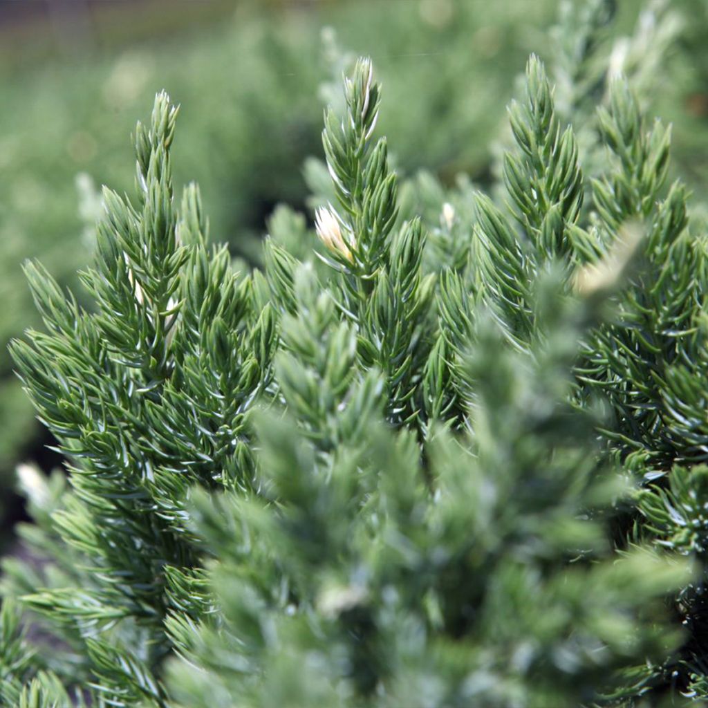 Juniperus chinensis Expansa Variegata - Ginepro cinese