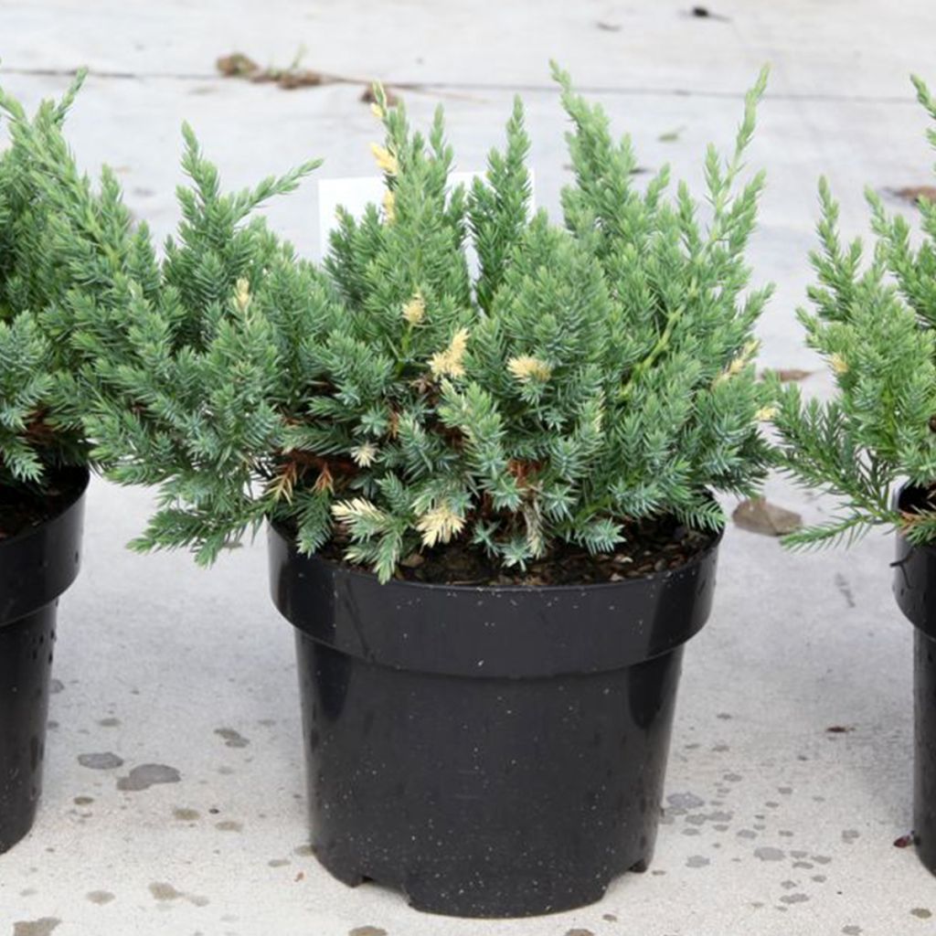 Juniperus chinensis Expansa Variegata - Ginepro cinese