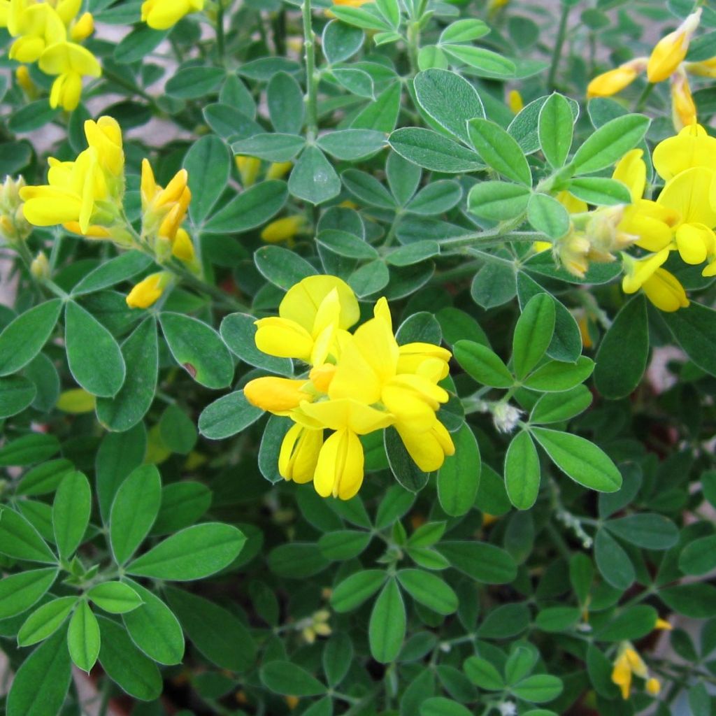 Genista Porlock - Ginestra