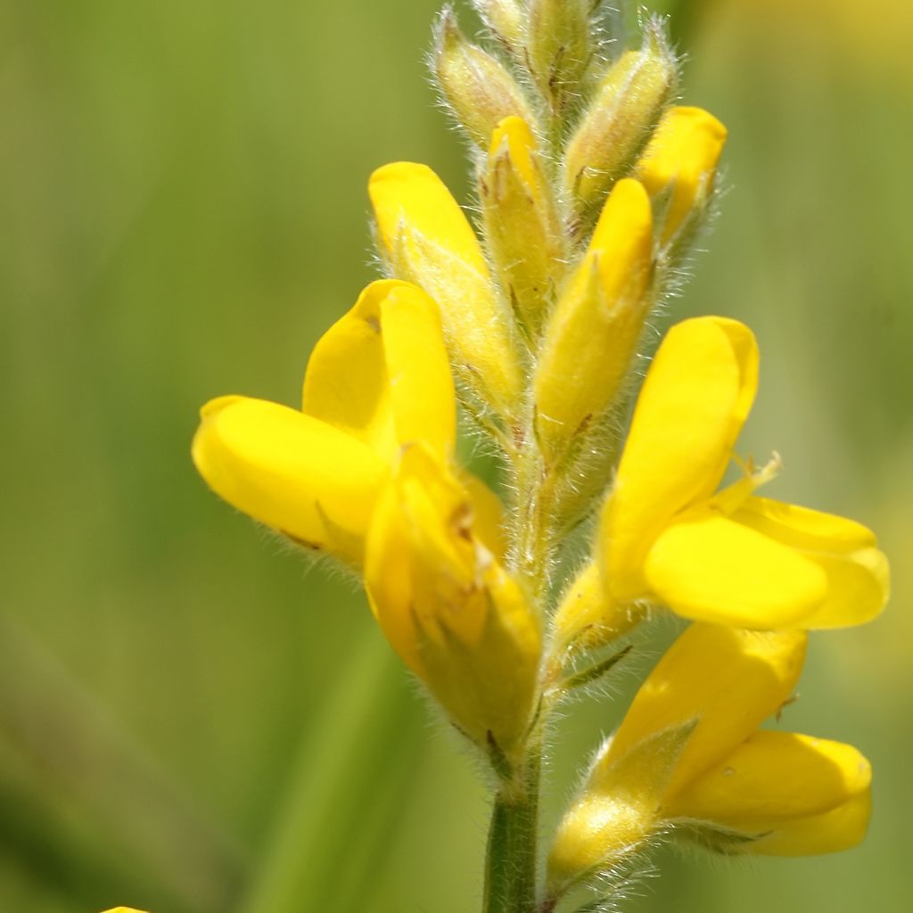 Genista sagittalis - Ginestra alata