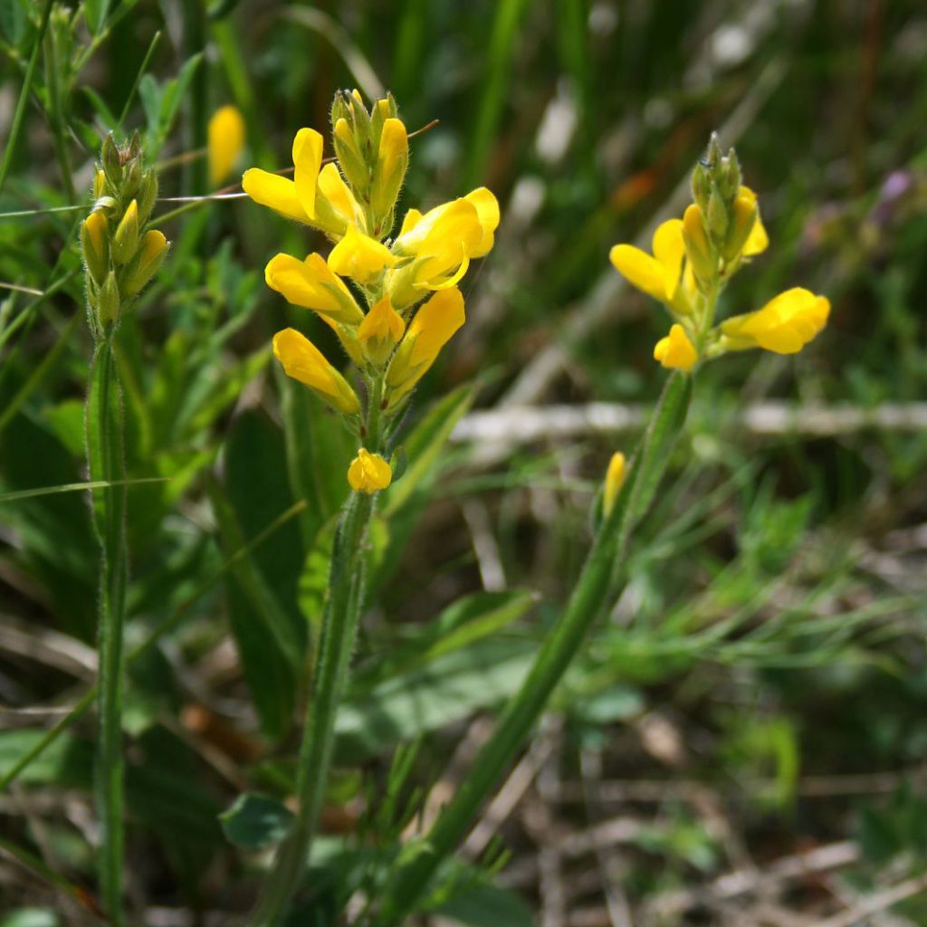 Genista sagittalis - Ginestra alata