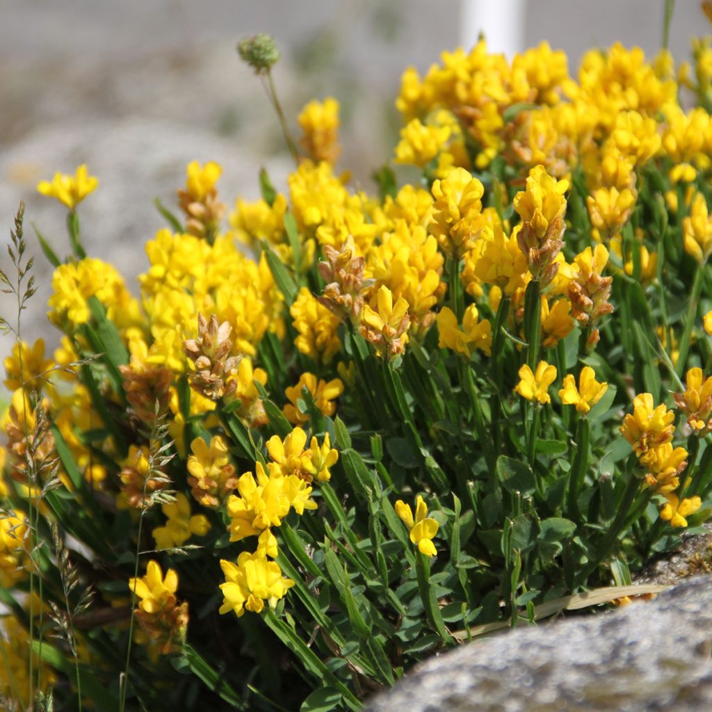Genista sagittalis - Ginestra alata