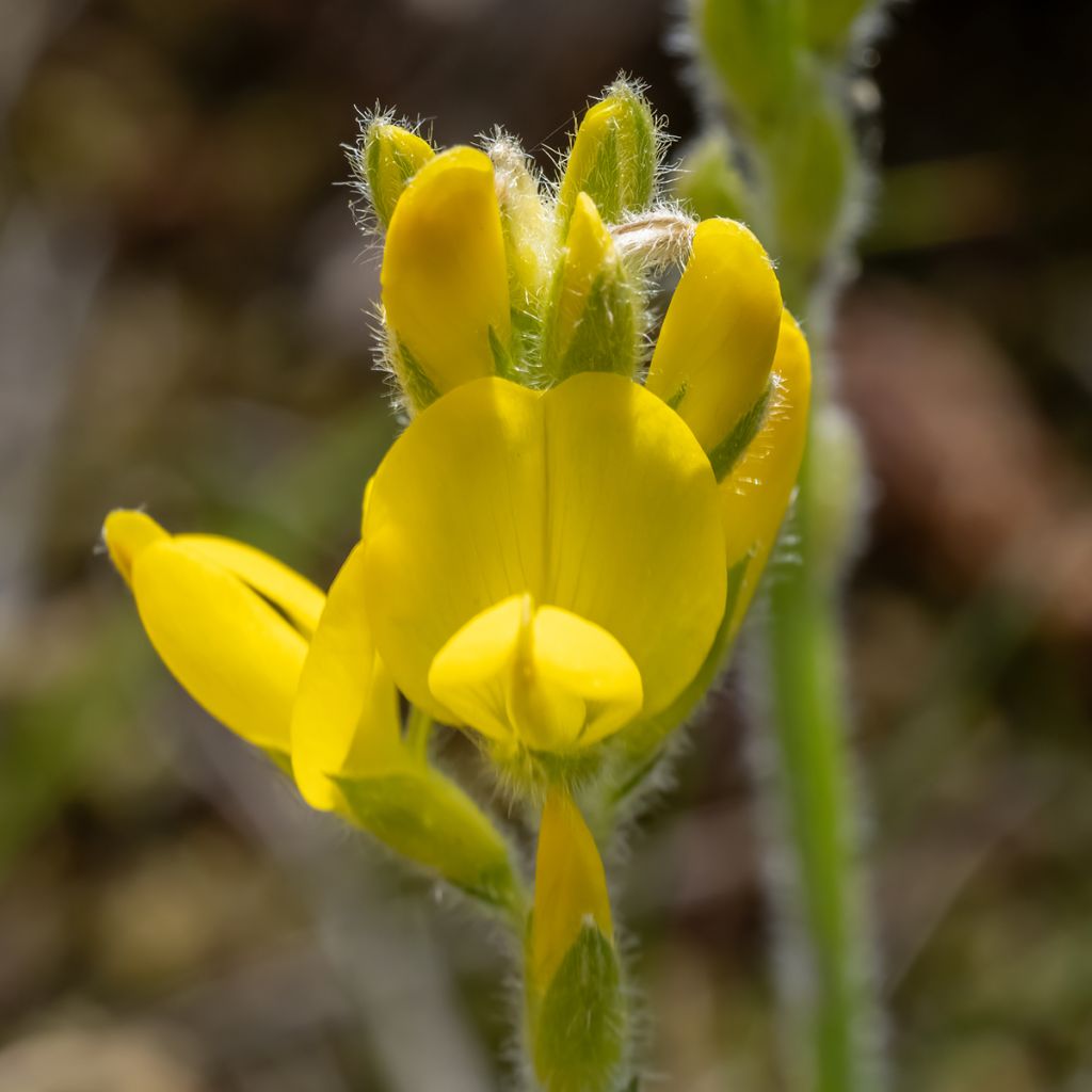 Genista sagittalis - Ginestra alata