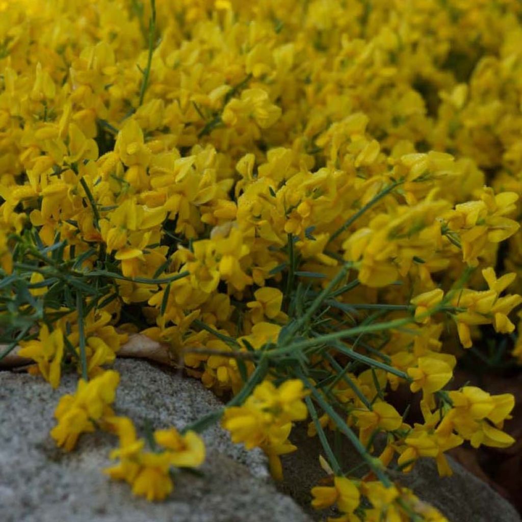 Genista tinctoria Royal Gold - Ginestra minore