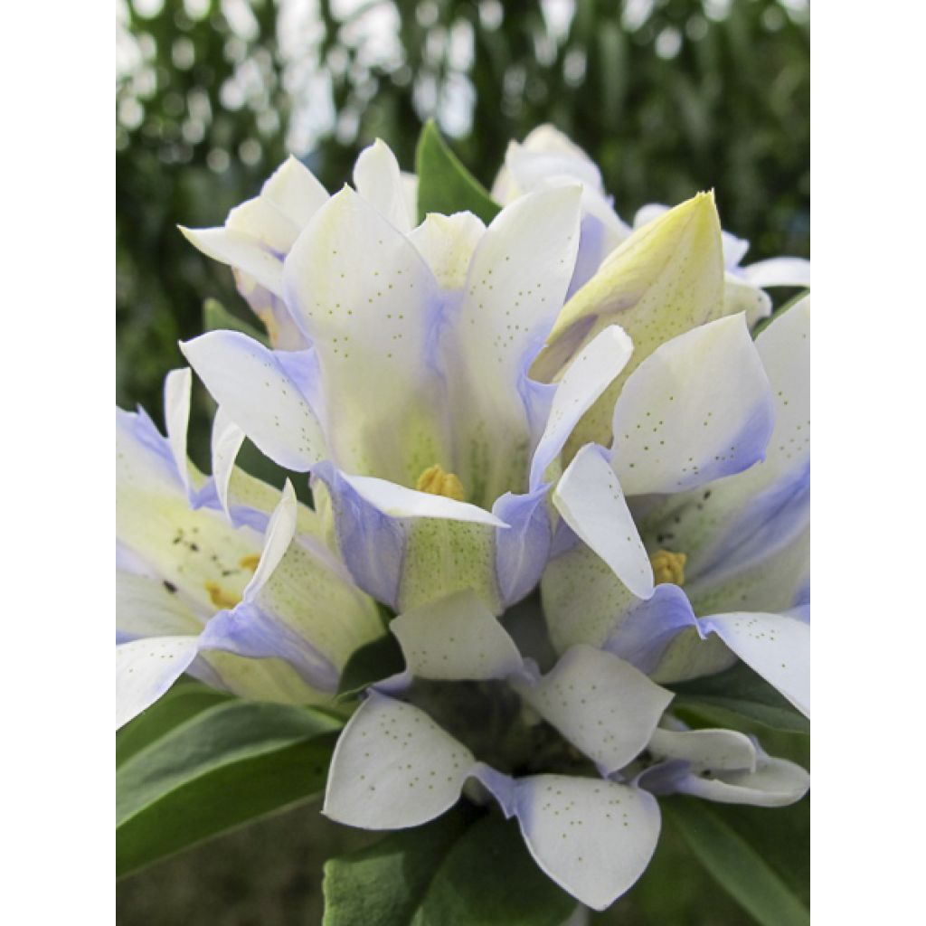 Gentiane Crystal Ashiro