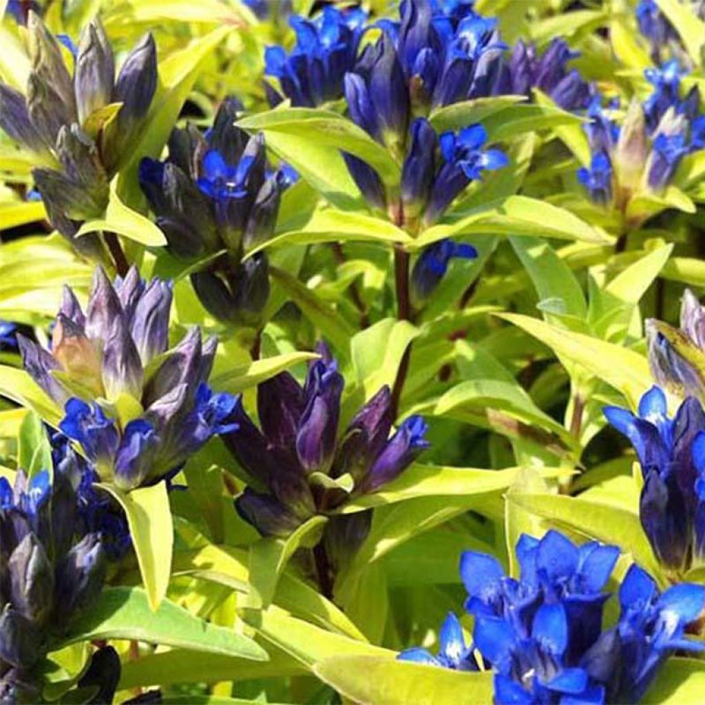 Gentiana cruciata - Genziana crociata