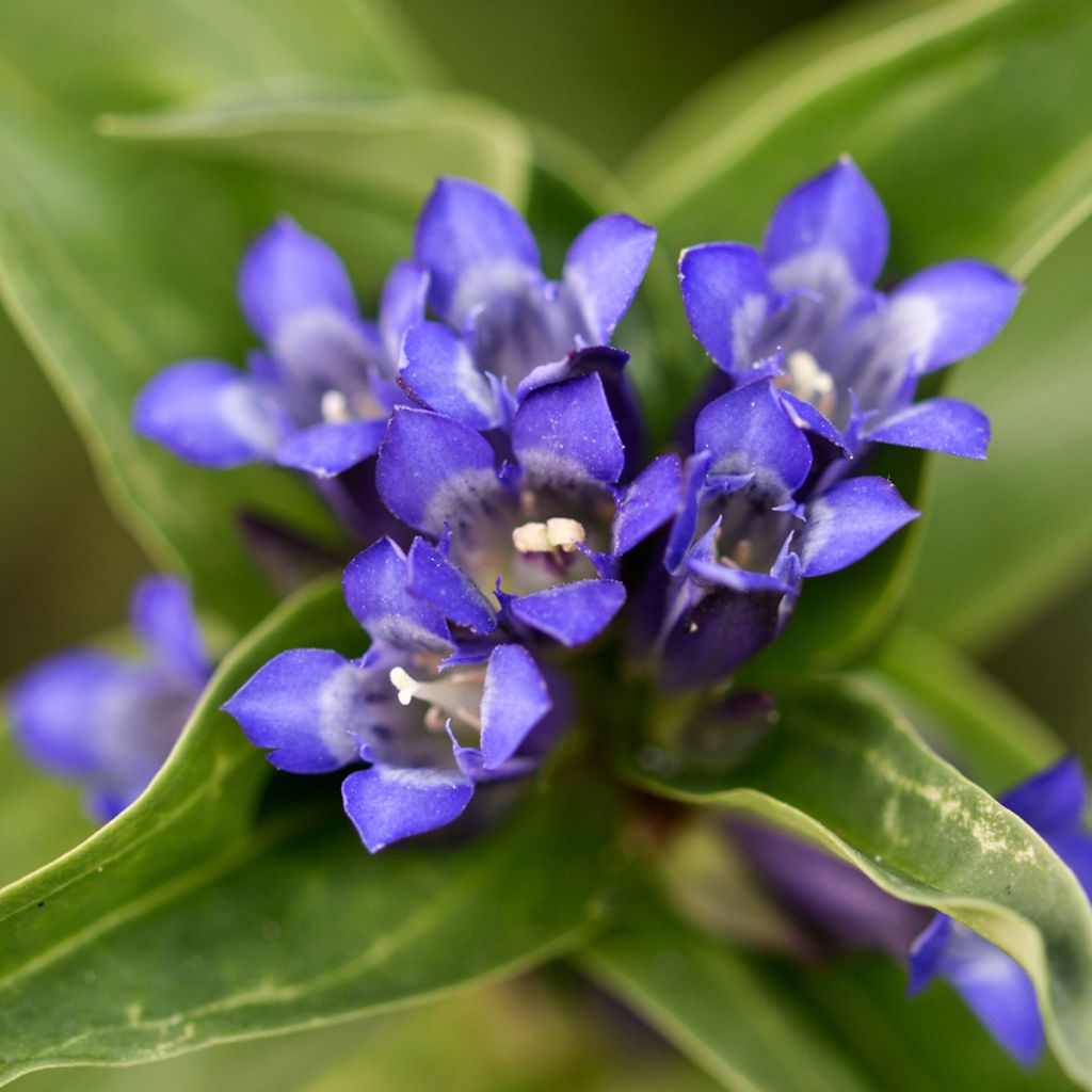 Gentiana cruciata - Genziana crociata