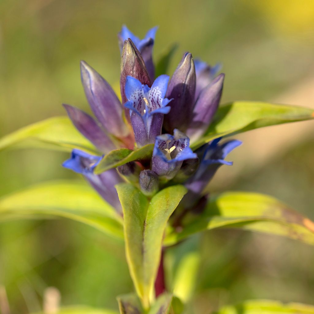Gentiana cruciata - Genziana crociata