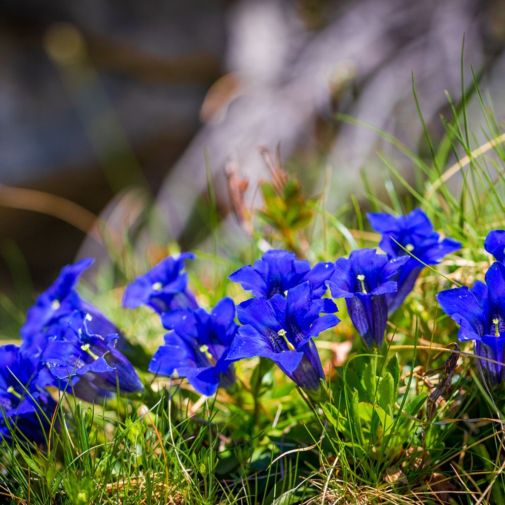 Gentiana acaulis - Genziana di Koch