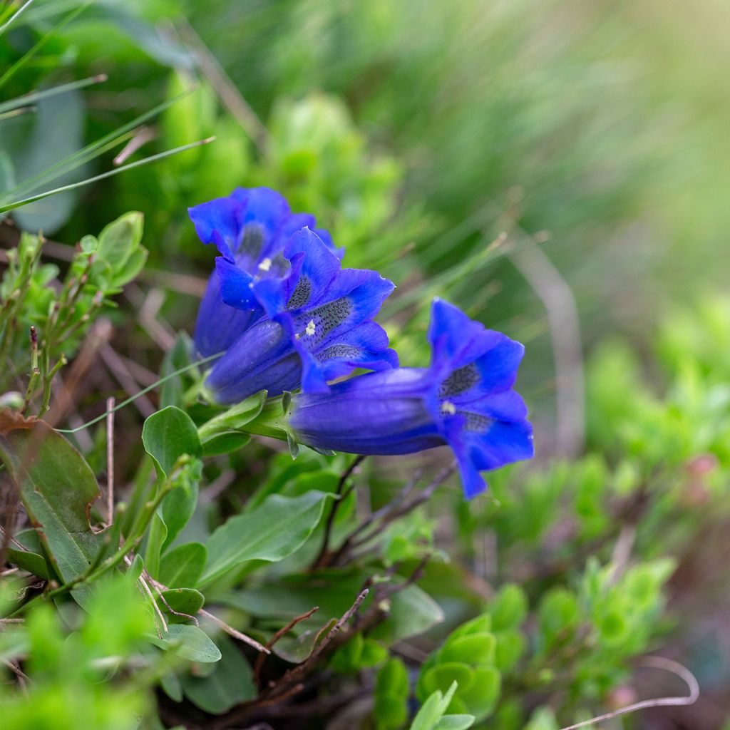 Gentiana acaulis - Genziana di Koch