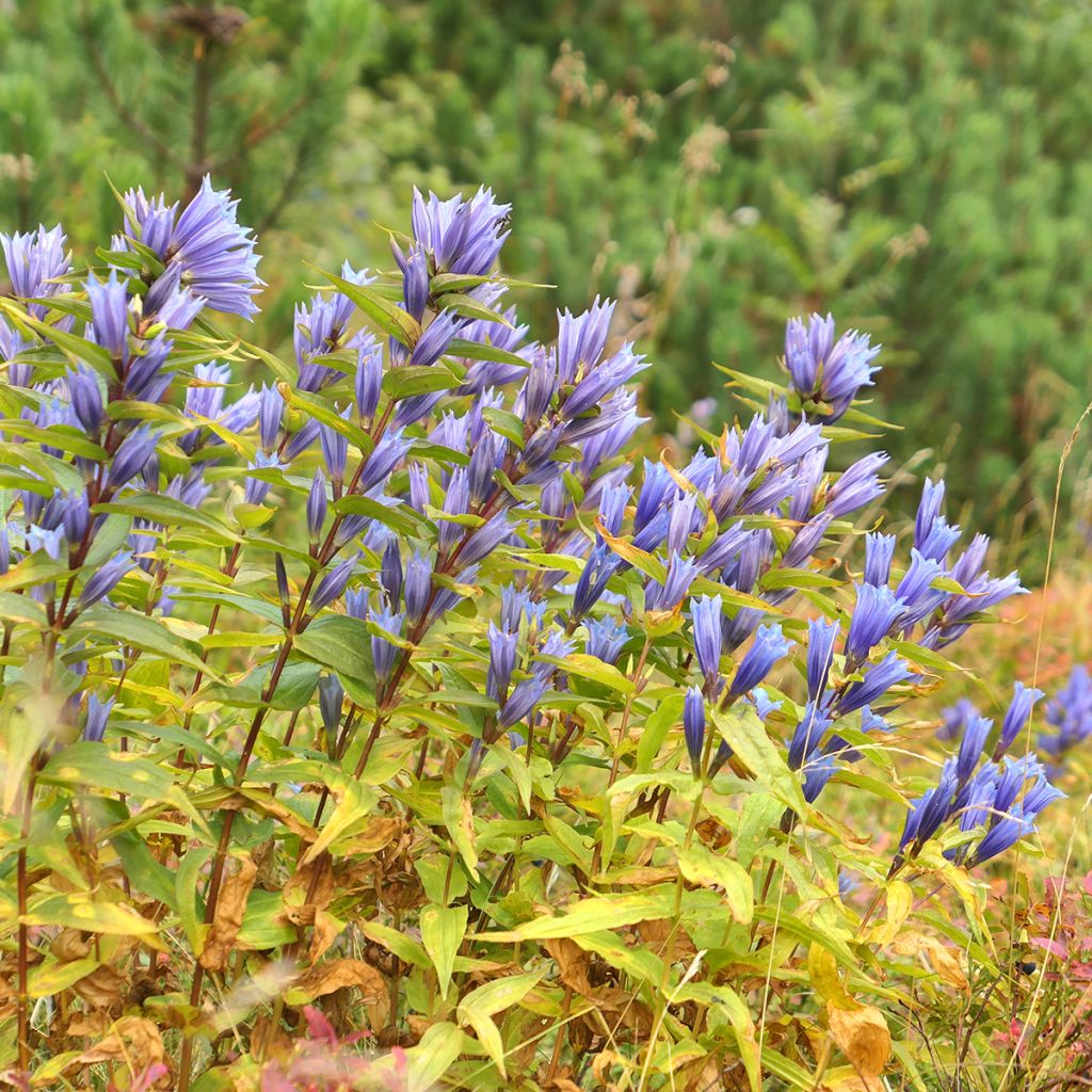 Gentiana asclepiadea - Genziana asclepiade