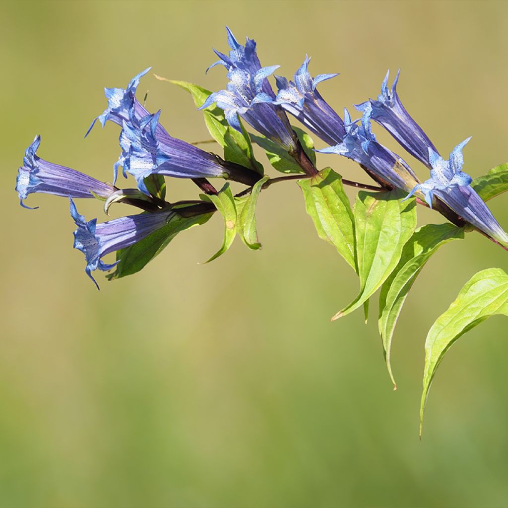 Gentiana asclepiadea - Genziana asclepiade